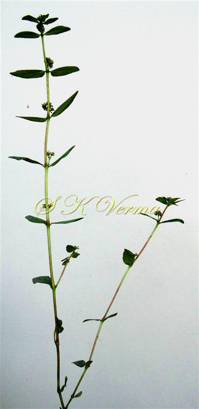  Plant